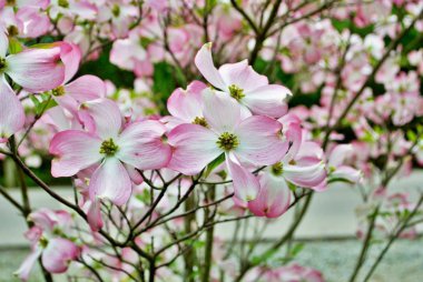 Pink Cornus florida rubra tree also known as pink flowering dogwood tree clipart