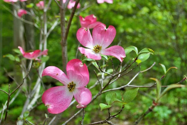 Pink Cornus Florida Rubra Tree Also Known Pink Flowering Dogwood — Stock Photo, Image