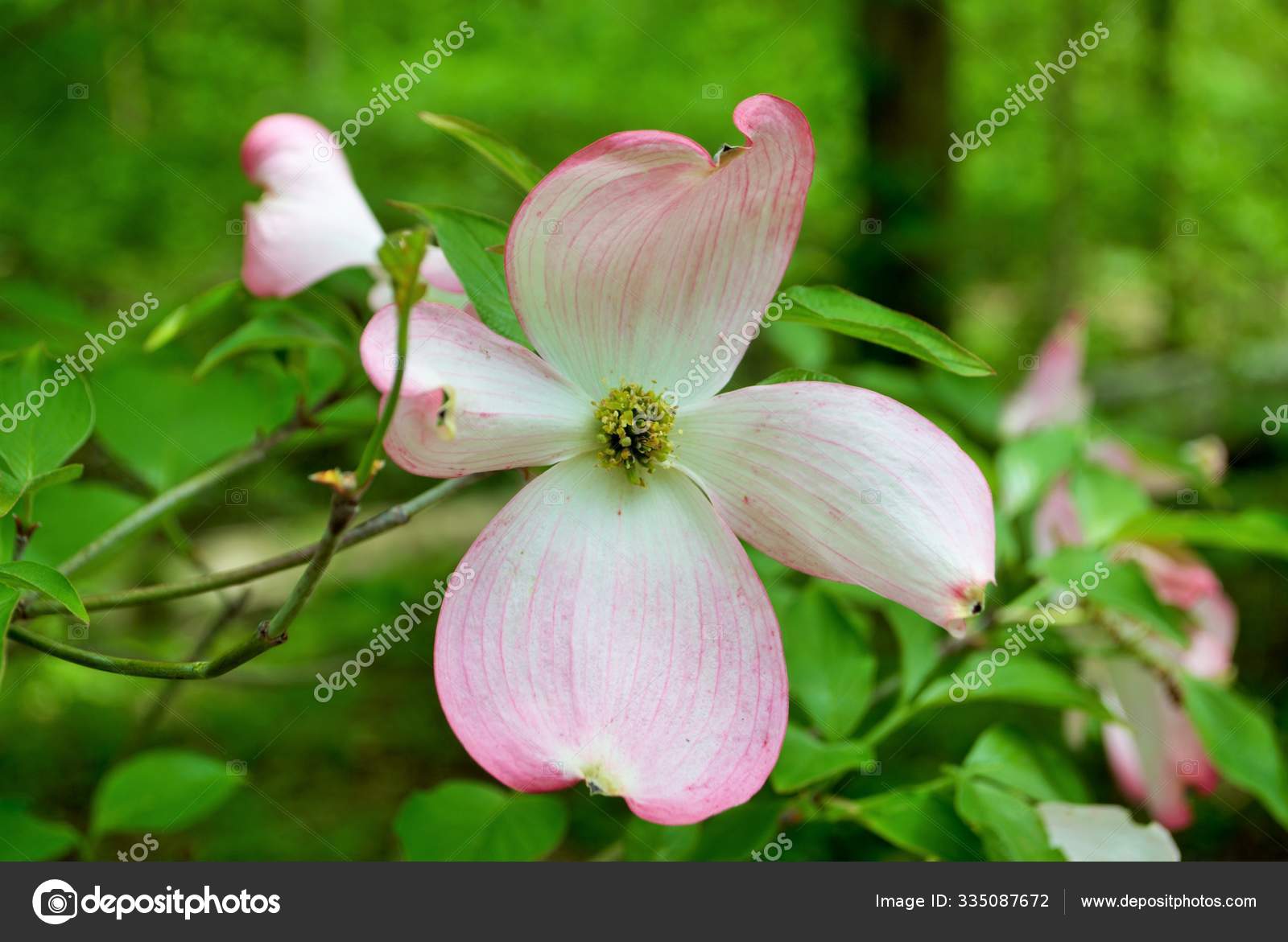 305 Pink Flowering Dogwood Stock Photos Free Royalty Free Pink Flowering Dogwood Images Depositphotos