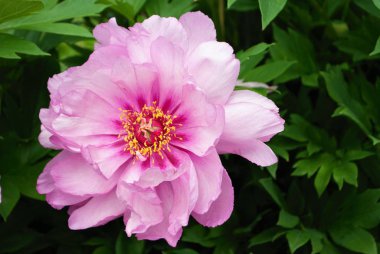 Bahçedeki peeonia lactiflora 'daki pembe şakayık çalılarının üzerinde tomurcukları ve çiçekleri kapat.