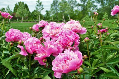 Bahçedeki peeonia lactiflora 'daki pembe şakayık çalılarının üzerinde tomurcukları ve çiçekleri kapat.