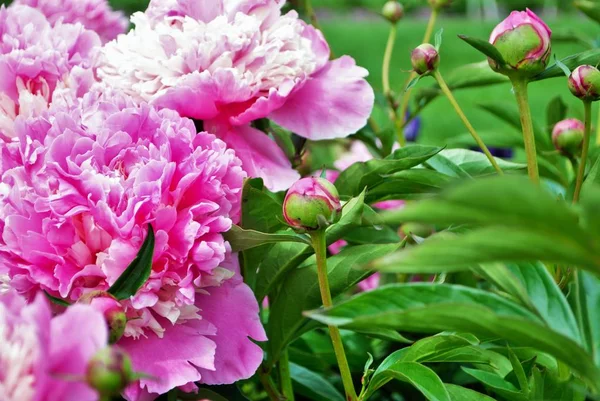 Close Botões Flores Arbusto Peônia Rosa Jardim Paeonia Lactiflora — Fotografia de Stock