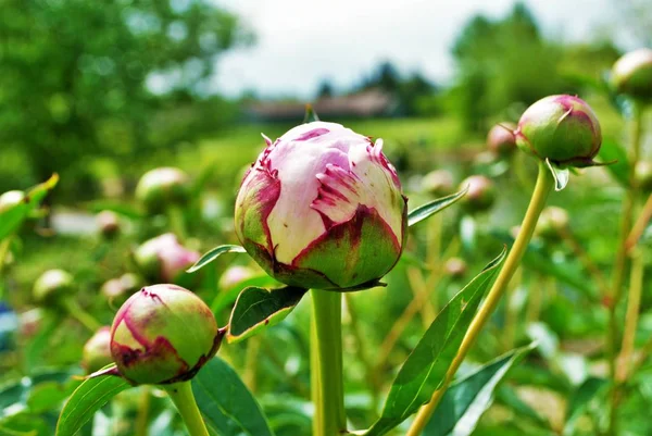 Close Buds Flowers Pink Peony Bush Garden Paeonia Lactiflora — Stock Photo, Image