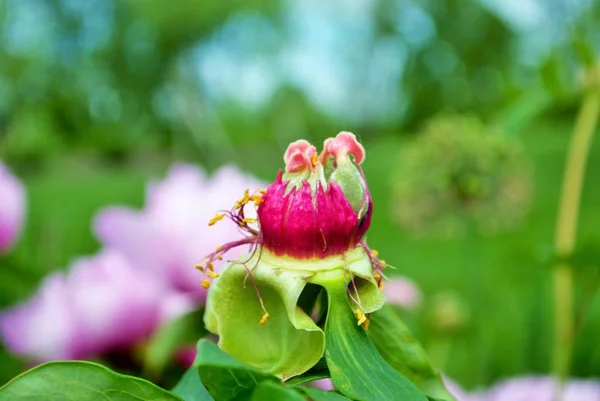 Gros Plan Des Bourgeons Des Fleurs Sur Une Pivoine Rose — Photo