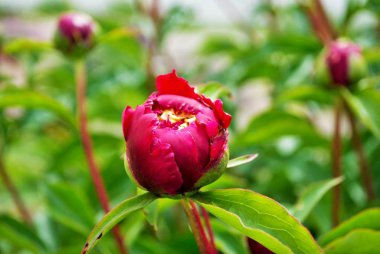 Bahçedeki kırmızı şakayık çalılarının üzerindeki tomurcukları ve çiçekleri kapat.