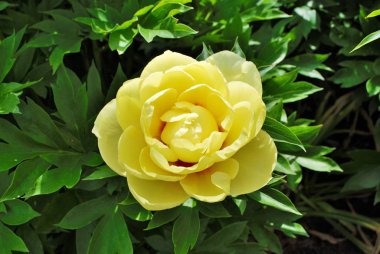 Bahçedeki sarı şakayık çalılarının üzerindeki tomurcukları ve çiçekleri kapat.