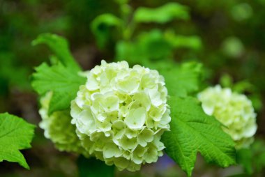 Bahçemdeki çalıların üzerinde beyaz ortanca çiçeği