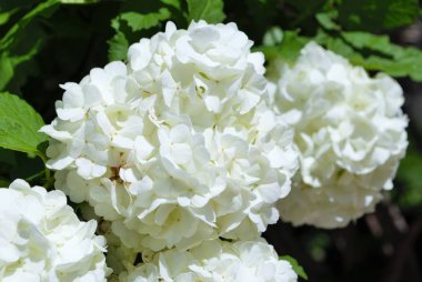 Bahçemdeki çalıların üzerinde beyaz ortanca çiçeği