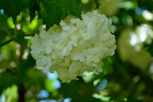 Flor Hortênsia Branca Arbusto Meu Quintal — Fotografia de Stock