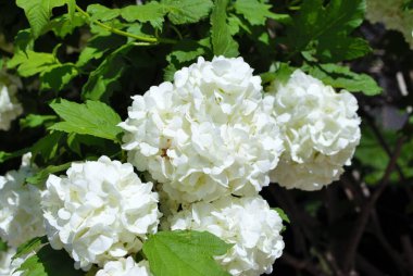 Bahçemdeki çalıların üzerinde beyaz ortanca çiçeği