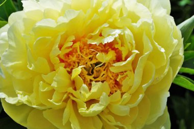 Bahçedeki sarı şakayık çalılarının üzerindeki tomurcukları ve çiçekleri kapat.