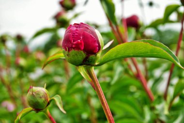 Bahçedeki kırmızı şakayık çalılarının üzerindeki tomurcukları ve çiçekleri kapat.