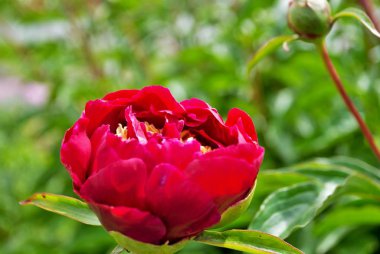 Bahçedeki kırmızı şakayık çalılarının üzerindeki tomurcukları ve çiçekleri kapat.