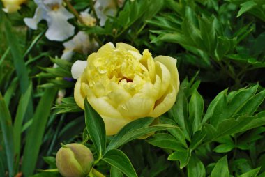 Bahçedeki sarı şakayık çalılarının üzerindeki tomurcukları ve çiçekleri kapat.