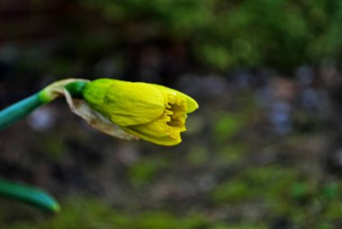 Bahçedeki çiçek açan nergis çiçeğini yağmur damlalarıyla kapatın.