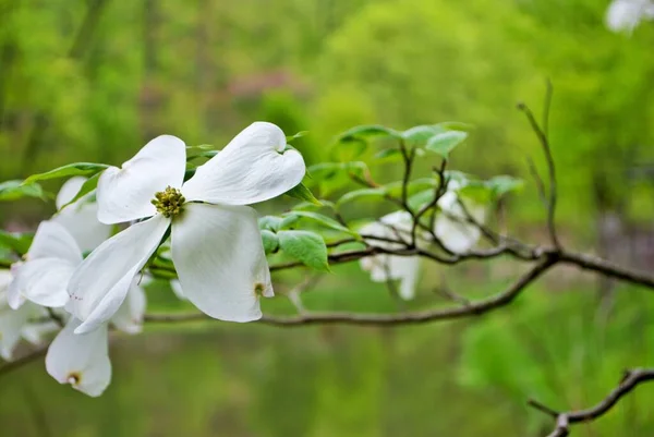 Árbol Blanco Rubra Cornus Florida También Conocido Como Árbol Blanco — Foto de Stock