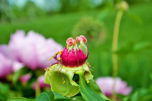 Саду Закройте Бутоны Цветки Розового Пиона — стоковое фото