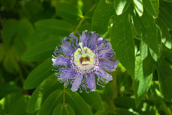 Gros Plan Une Fleur Passion Violette Tropicale Dans Jardin — Photo