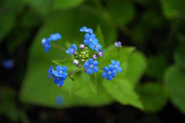 Mini minnacık Maviş 'i kapat Bahçemde unutma beni Myosotis alpestris sylvatica 