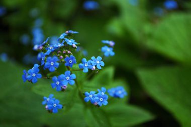 Mini minnacık Maviş 'i kapat Bahçemde unutma beni Myosotis alpestris sylvatica 