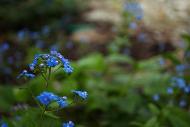 Mini minnacık Maviş 'i kapat Bahçemde unutma beni Myosotis alpestris sylvatica 
