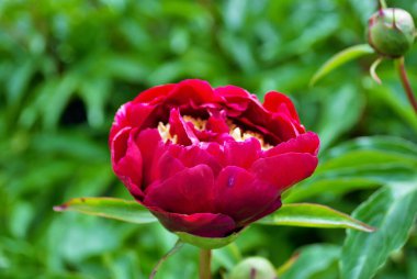 Bahçedeki kırmızı şakayık çalılarının üzerindeki tomurcukları ve çiçekleri kapat.