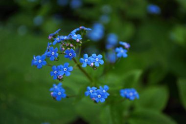 Mini minnacık Maviş 'i kapat Bahçemde unutma beni Myosotis alpestris sylvatica