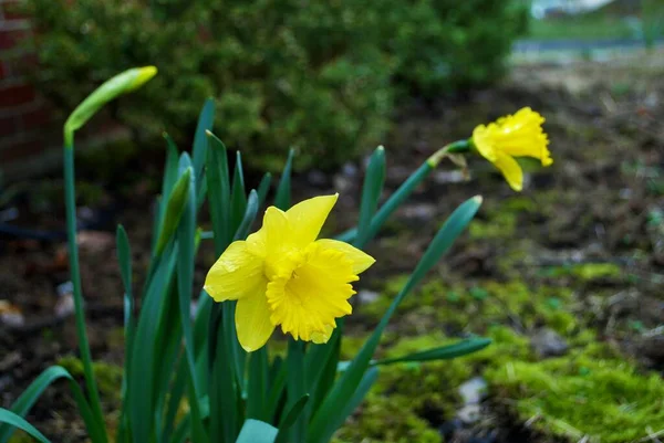 Primer Plano Narciso Floreciente Jardín Con Gotas Lluvia —  Fotos de Stock