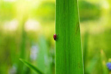 Mor ve sarı süsen çiçeğinde uğur böceği ve çiçek bahçemde tomurcuk