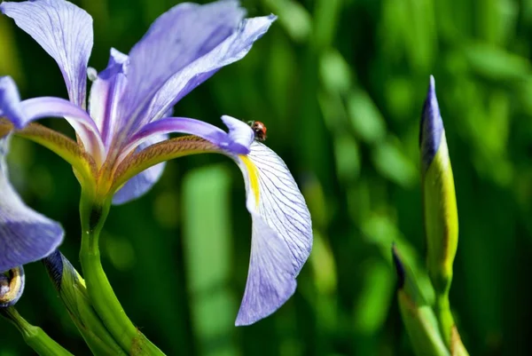 紫と黄色の虹彩の花と私の庭の芽のてんとう虫 — ストック写真