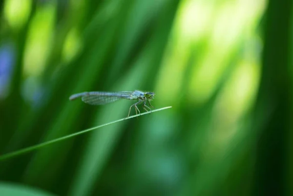 Libelle Auf Einer Lila Und Gelben Irisblüte Und Knospe Meinem — Stockfoto