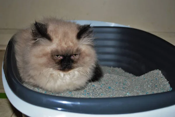 Itty Bitty Himalayan Kitten Looking Angrily Distance While Lying Litterbox — Stock Photo, Image