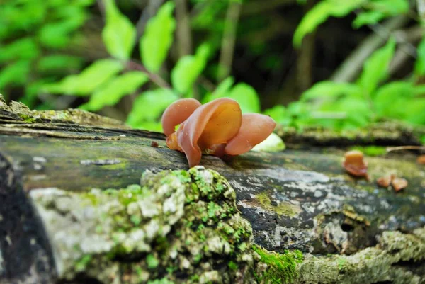 Jews Ear Fungus Growing Fallen Tree Woods — Stock Photo, Image