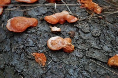 Ormandaki devrilmiş bir ağaçta yetişen portakal mantarı.