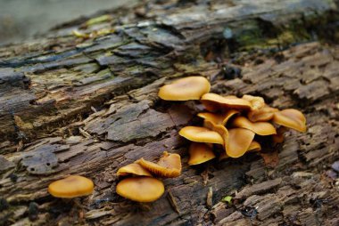 Ormandaki devrilmiş bir ağaçta büyüyen raf mantarı.