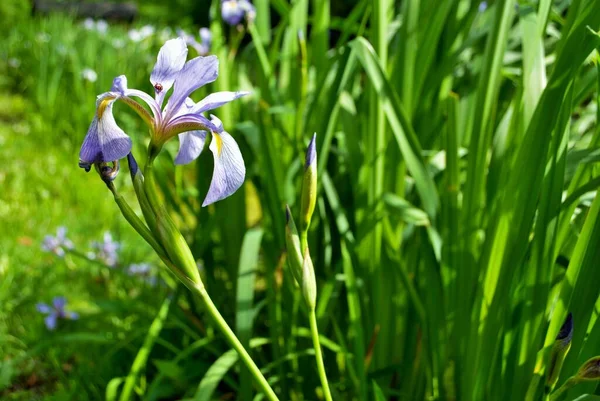 Mor ve sarı süsen çiçeğinde uğur böceği ve çiçek bahçemde tomurcuk