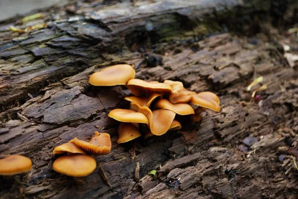 生长在树林中倒下的树上的货架真菌 — 图库照片