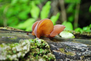 Ormandaki devrilmiş bir ağaçta büyüyen Yahudi kulak mantarı