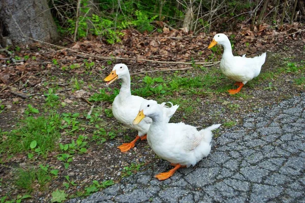 Patos Blancos Caminando Por Calle Parque — Foto de Stock