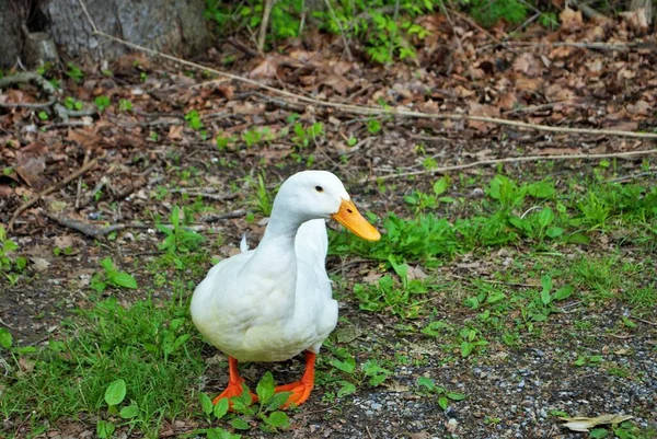 Weiße Ente Läuft Die Straße Entlang Einem Park — Stockfoto