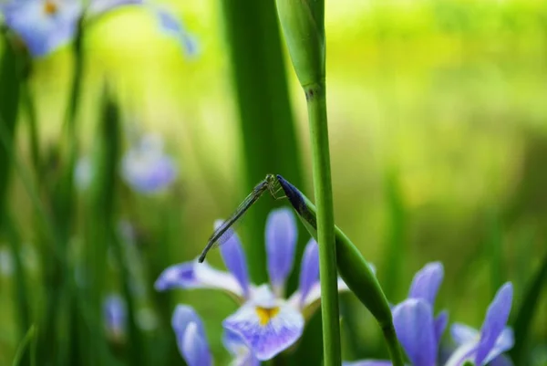 Dragonfly on a purple and yellow iris flower and bud in my garden