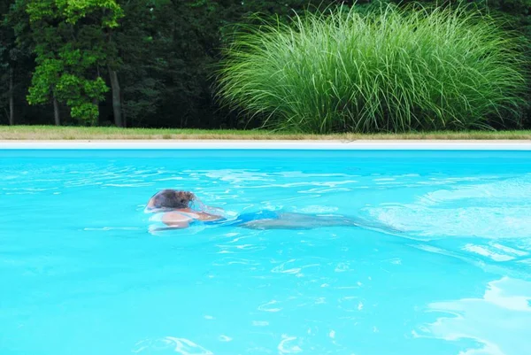 Nageuse Caucasienne Faisant Des Tours Dans Une Piscine — Photo