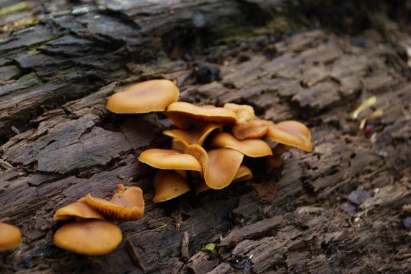 生长在树林中倒下的树上的货架真菌 — 图库照片