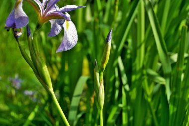 Mor ve sarı bir zambak çiçeği ve tomurcuğuna yakın