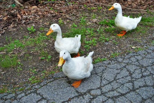 白いアヒルが公園の通りを歩いていて — ストック写真