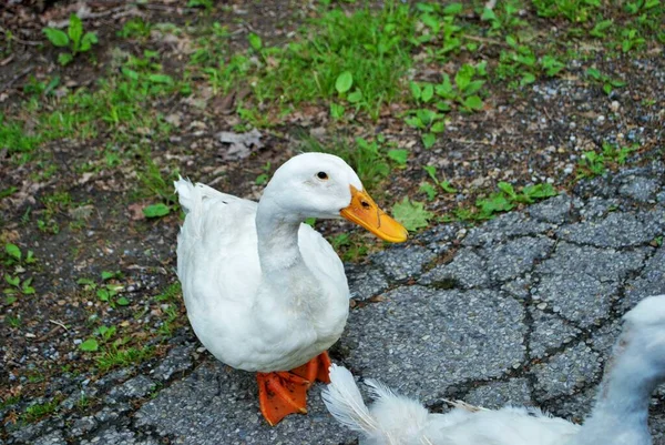 Blanco Pato Caminando Por Calle Parque — Foto de Stock