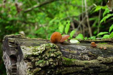 Ormandaki devrilmiş bir ağaçta büyüyen Yahudi kulak mantarı