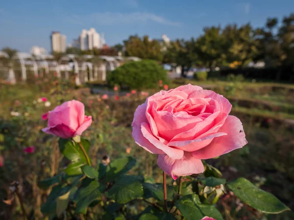 Sokakta pembe güller. Çiçek arkaplanı
