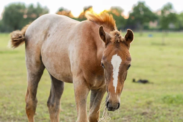 Caballo y potro —  Fotos de Stock