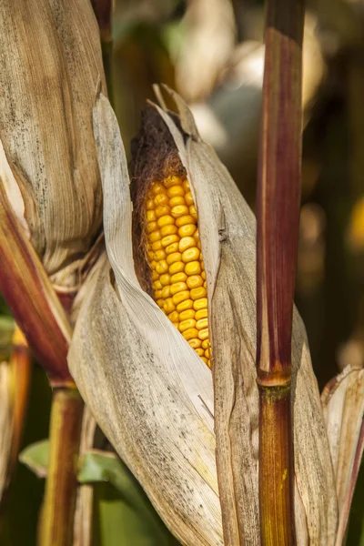 Búzatábla kukoricacsutka őrlemény részlete — Stock Fotó